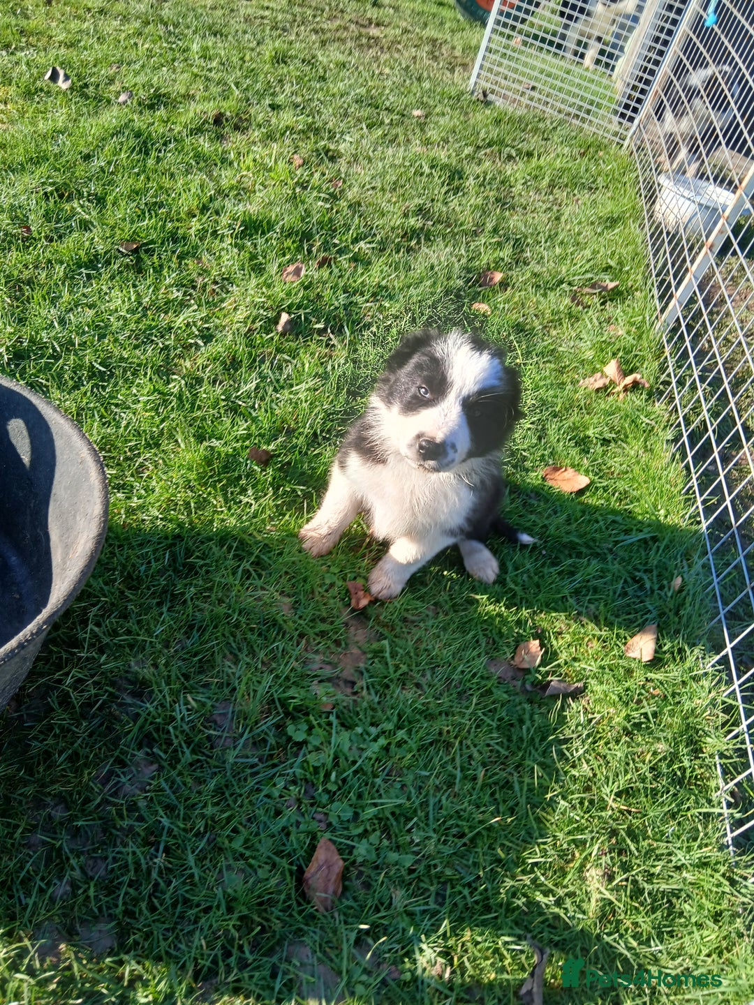 Border Collie dogs for sale: Long coated traditional border collie pups - Advert 19