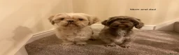 Shih Tzu dogs for sale: 5 beautiful Shih Tzu puppies in Sheffield - Advert 29