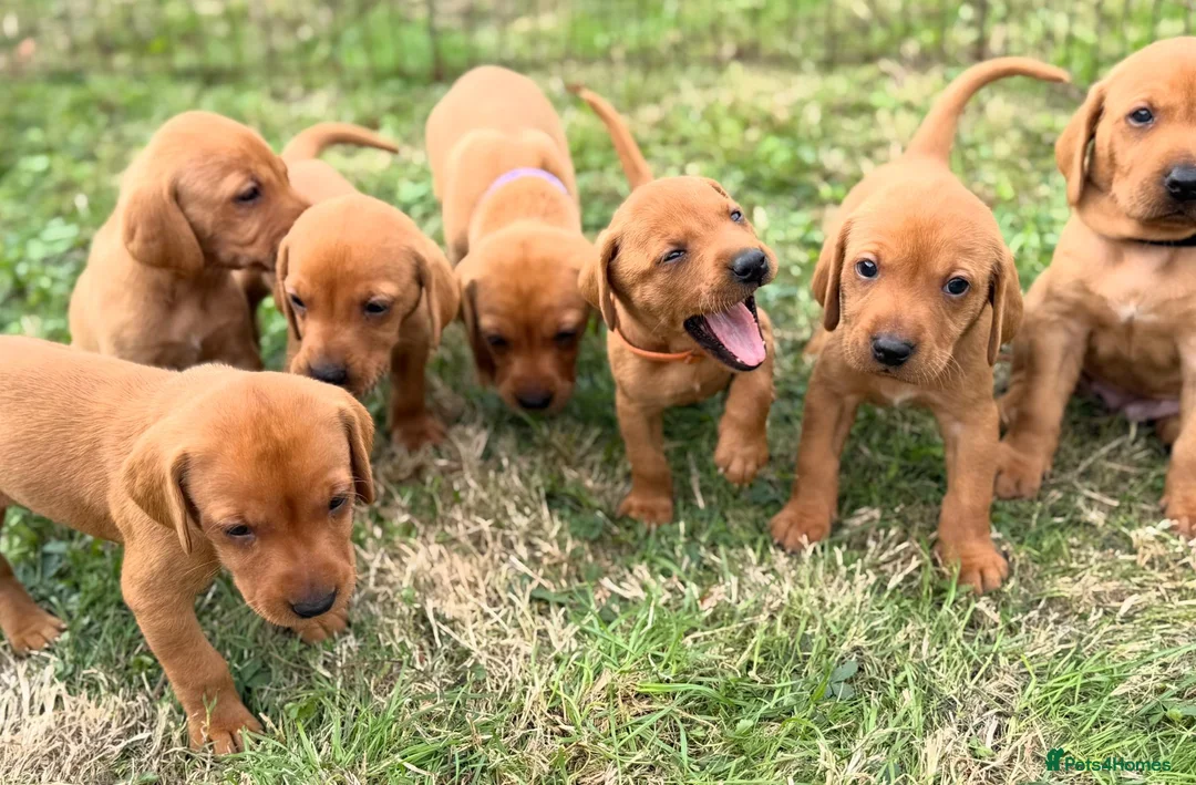 Mixed Breed dogs for sale: Fox Red Vizsaldors in Billingshurst - Advert 1