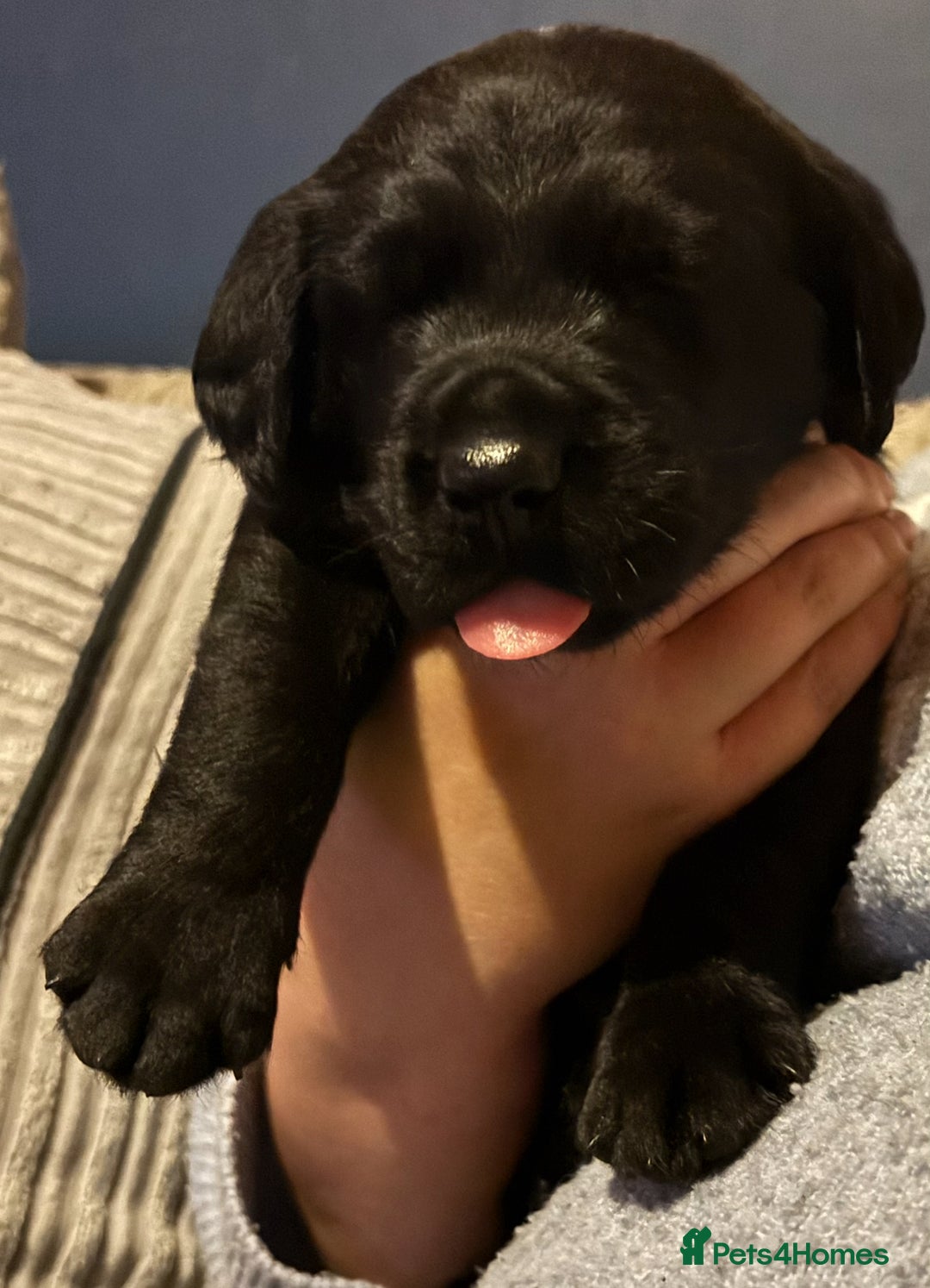 Goldador dogs for sale: Stunning Black Lab/Golden Retriever Puppies - Advert 13