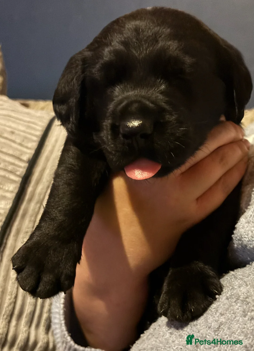 Goldador dogs for sale: Stunning Black Lab/Golden Retriever Puppies - Advert 16