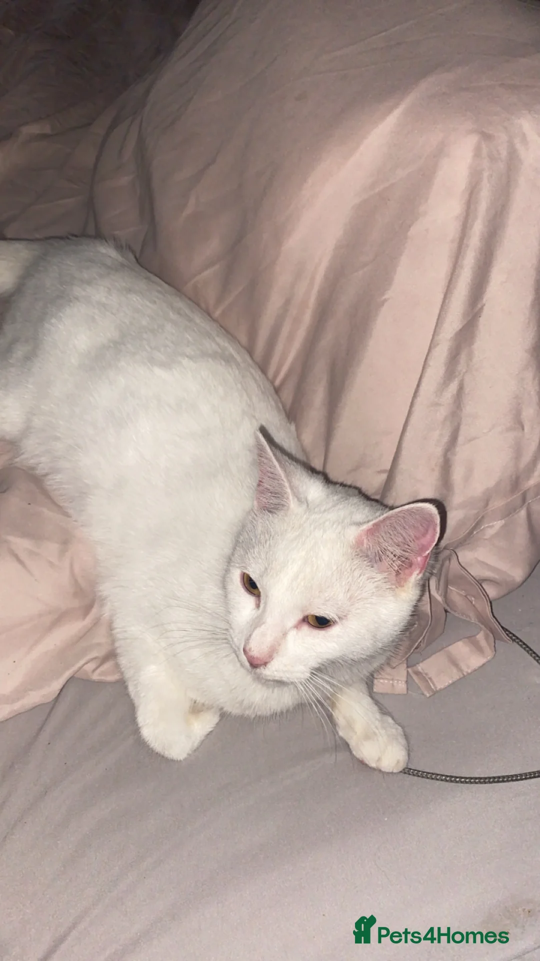 Ragdoll cats for sale: The Pure White Miracle: Kittens on the Way! - Advert 2