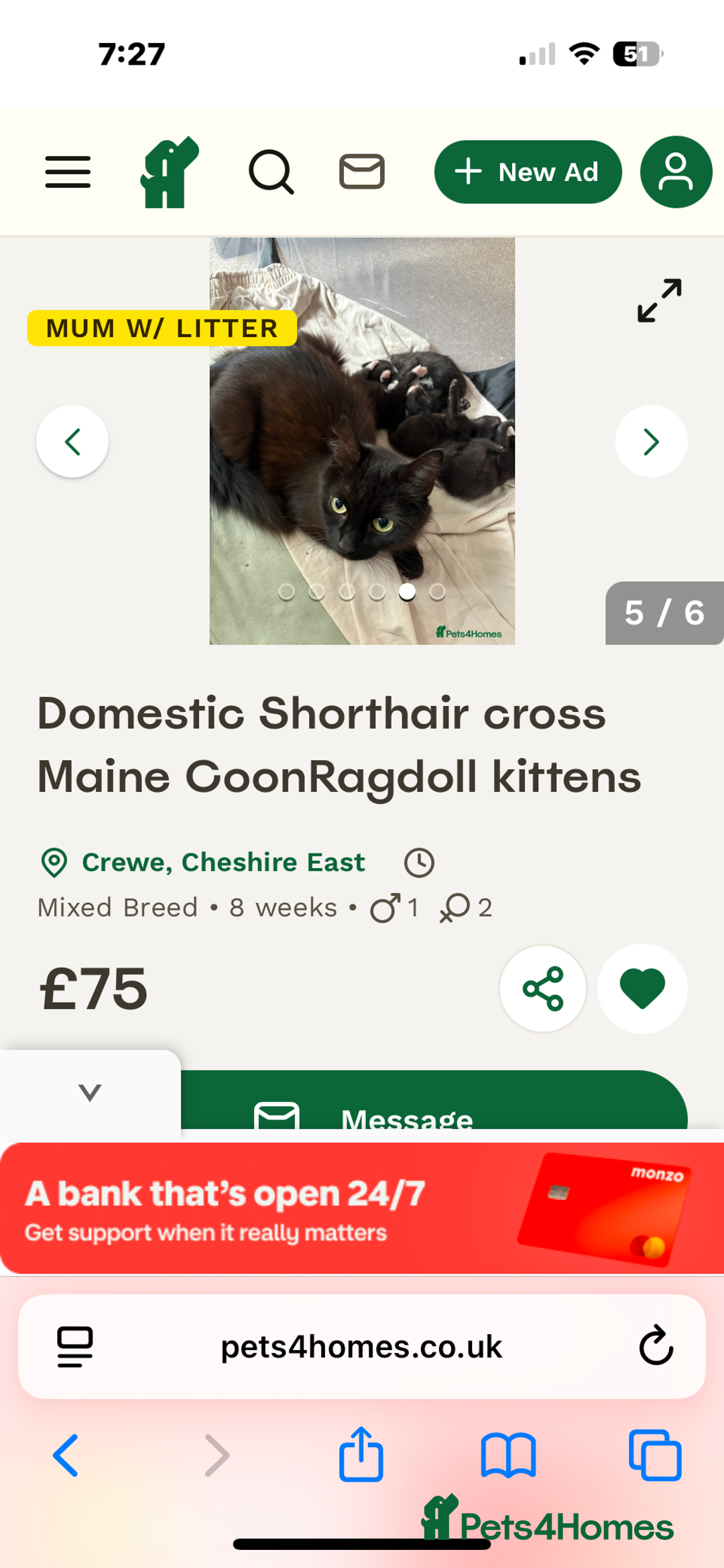 Domestic Shorthair cats for sale: Domestic Shorthair cross Mainecoon ragdoll - Image 7