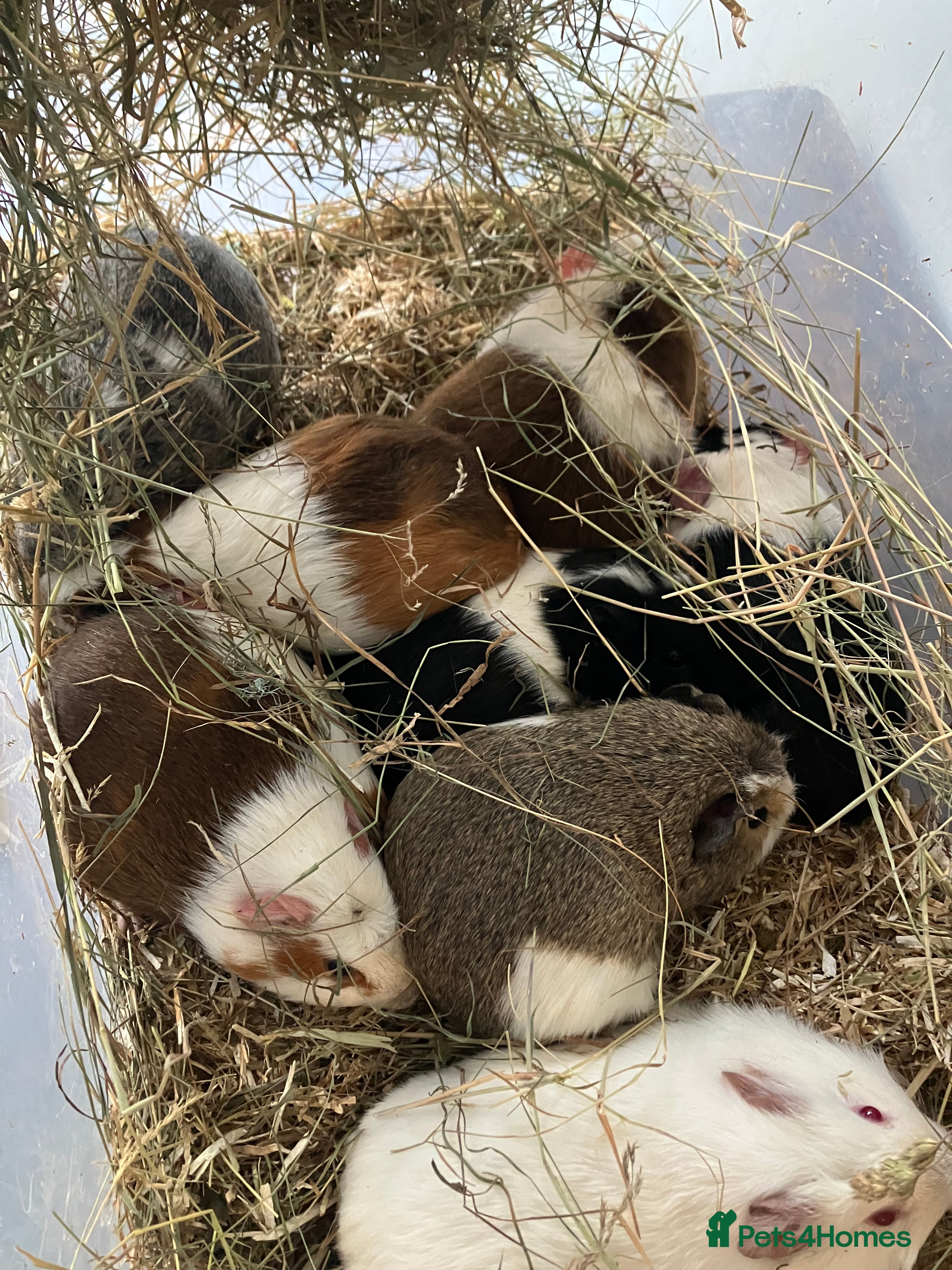Guinea Pig rodents Female guinea pigs for sale sows  - Advert 1
