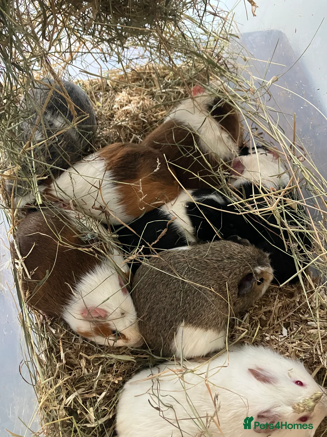 Guinea Pig rodents for sale: Female guinea pigs for sale sows  - Advert 1