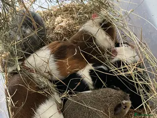 Guinea Pig rodents Female guinea pigs for sale sows - Advert 1