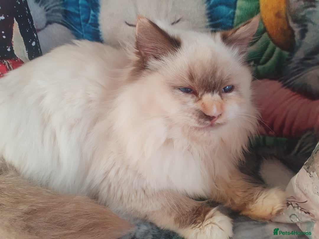 Ragdoll cats for sale: Mink & traditional Ragdolls - Advert 3