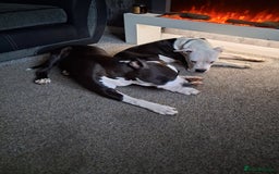 American Bull Staffy dogs for sale: Dodge  - Image 13