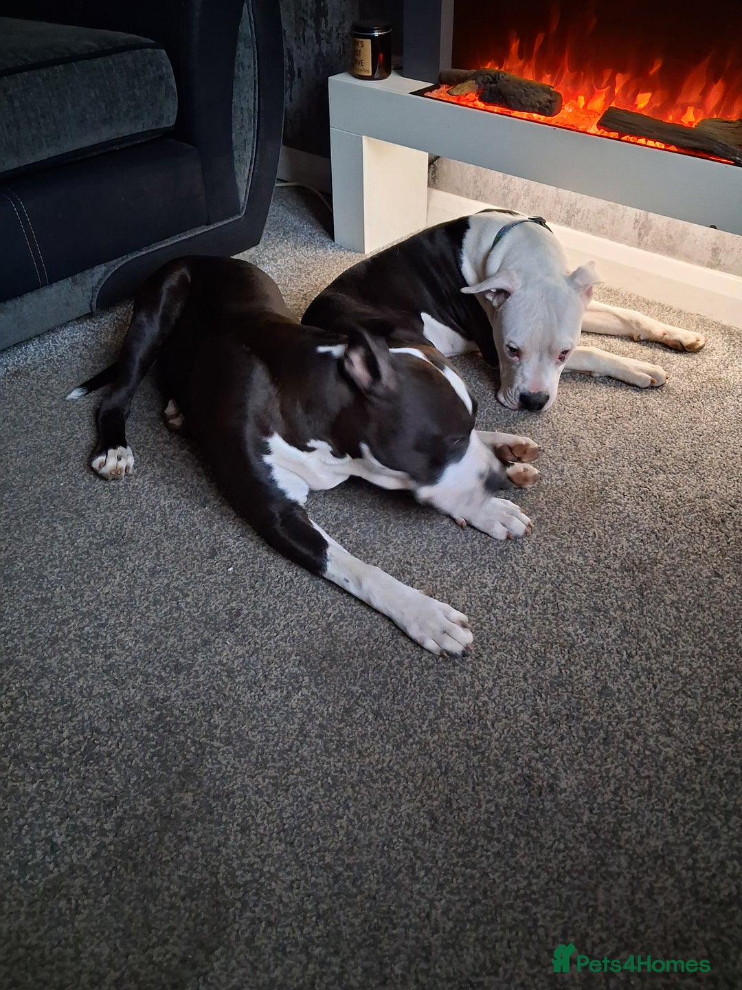 American Bull Staffy dogs for sale: Dodge  - Image 13
