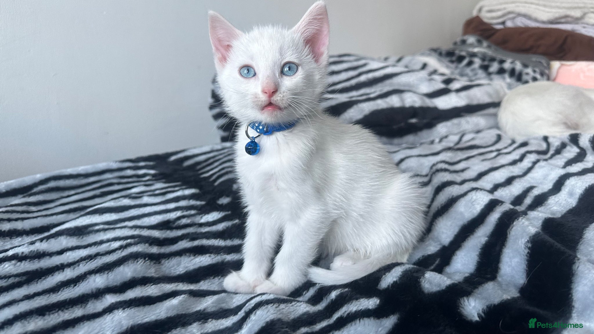 Mixed Breed cats White male Kitten - Advert 18