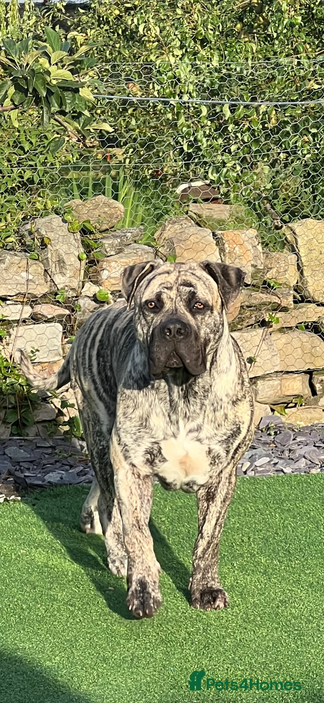 Boerboel dogs for stud: Beautiful South African Boerboel for Stud - Advert 1