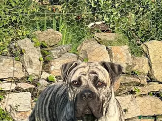 Boerboel dogs Beautiful South African Boerboel for Stud - Advert 1