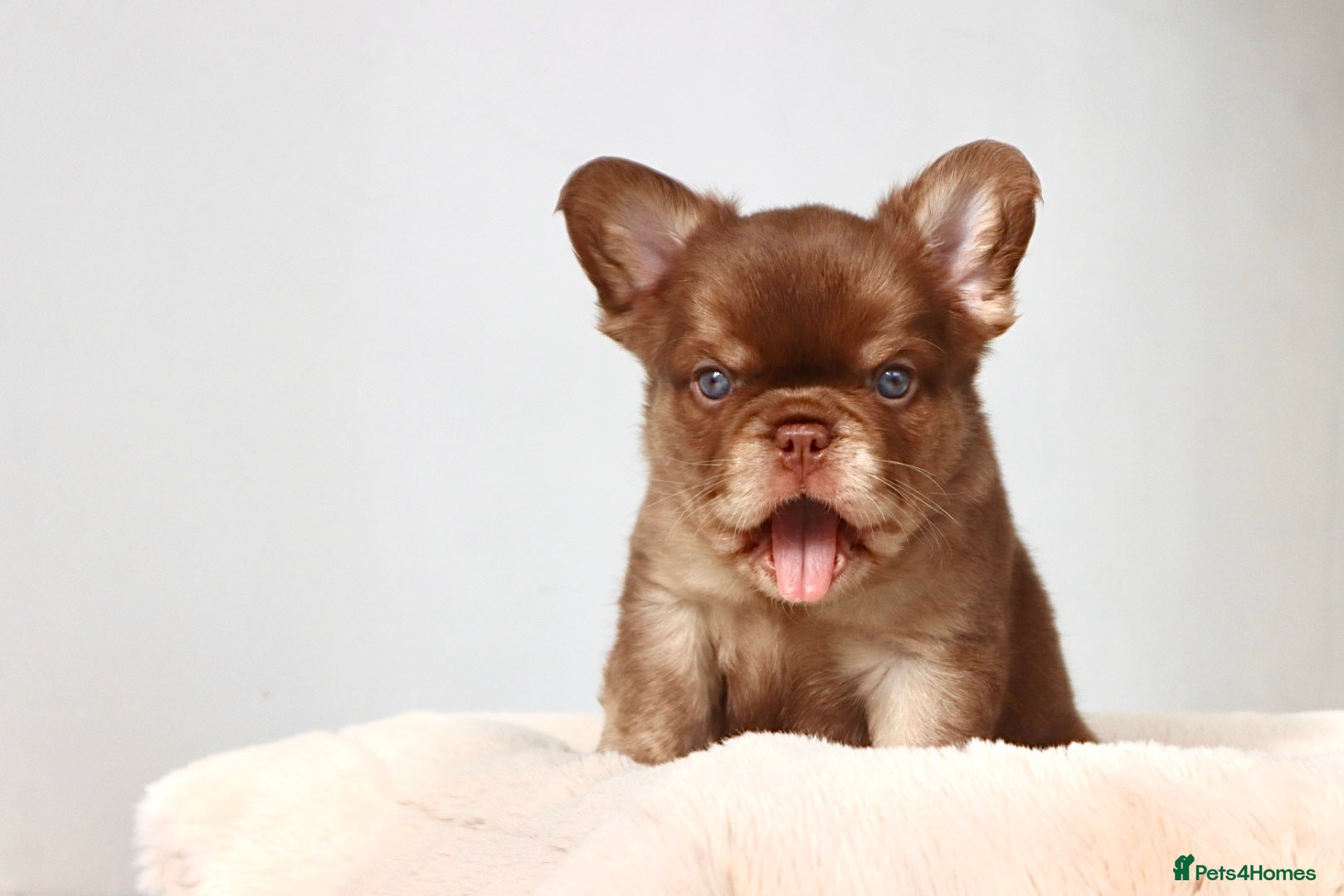 French Bulldog dogs Fluffy Frenchies - Advert 14