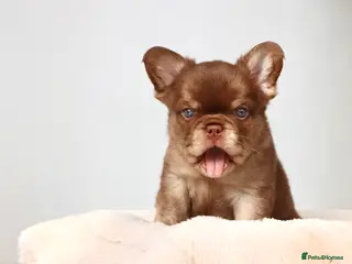 French Bulldog dogs Fluffy Frenchies - Advert 14