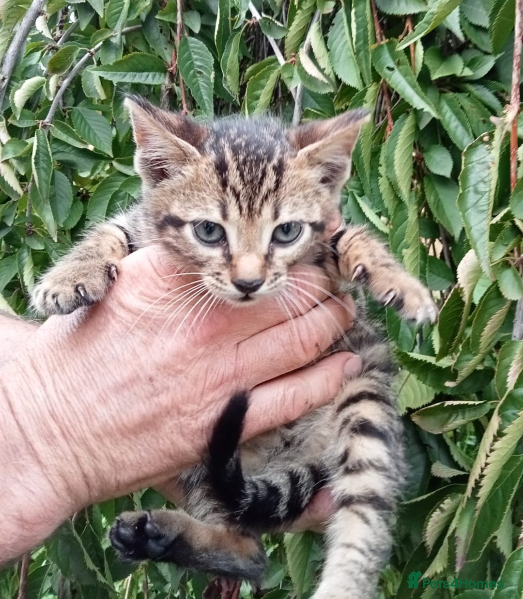 Mixed Breed cats for sale: 3/4 Bengal Kittens  - Image 14