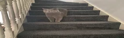 British Shorthair cats for sale: British shorthair for sale  in Birmingham - Advert 7