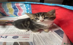 Mixed Breed cats for sale: Maine coon mixed breed - Image 7
