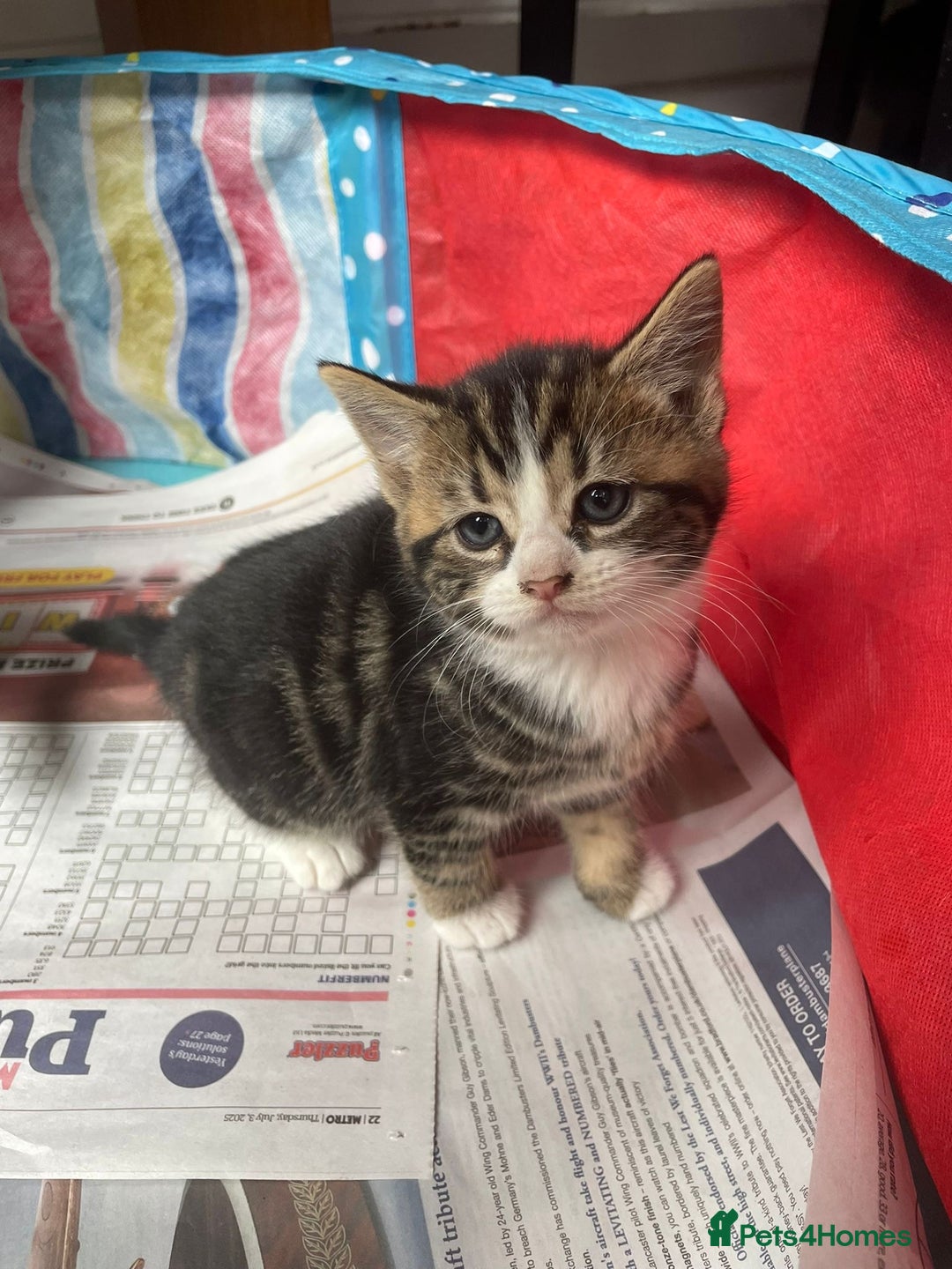 Mixed Breed cats for sale: Maine coon mixed breed - Image 7