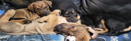 Mixed Breed dogs for sale: 2 rottie mastiff girls left x - Advert 3