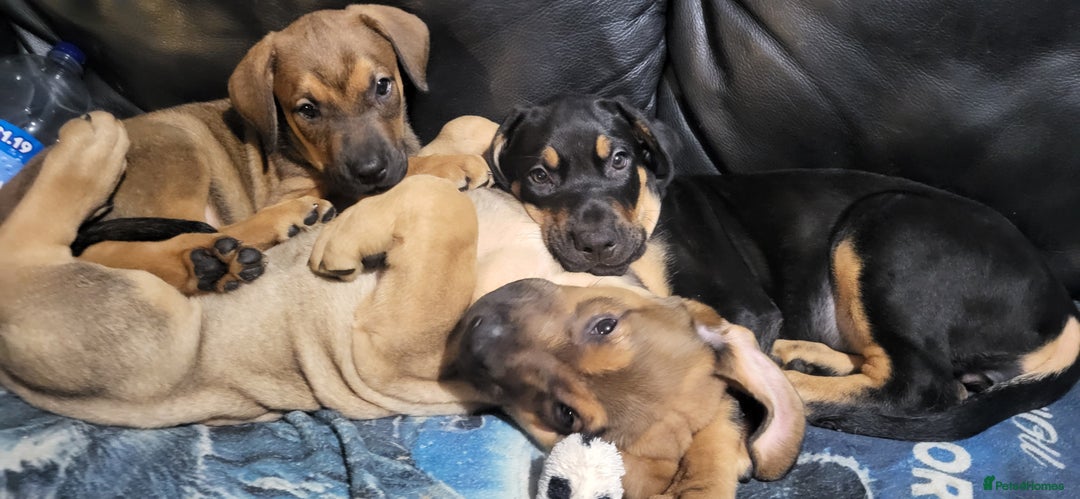 Mixed Breed dogs for sale: 2 rottie mastiff girls left x - Advert 3