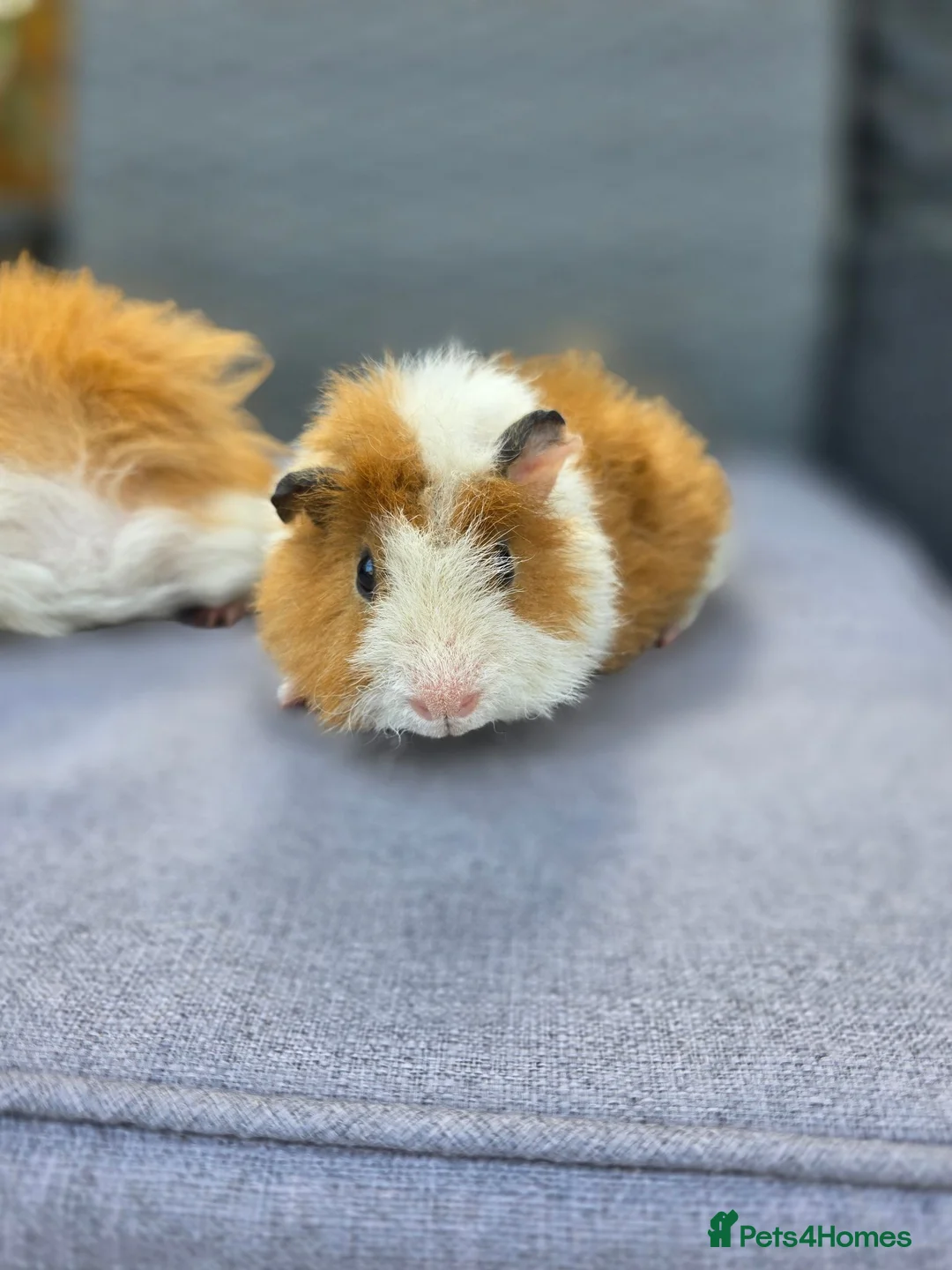 Guinea Pig rodents for sale: Bonded boars  - Advert 1