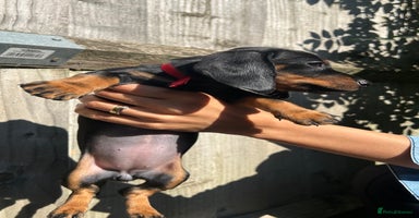 Dachshund dogs - Advert 3