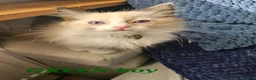 Ragdoll cats for sale: Friendly and playfull Ragdoll x  - Advert 27
