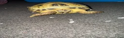 Tortoise reptiles for sale: Horsefield female tortoise  - Advert 2