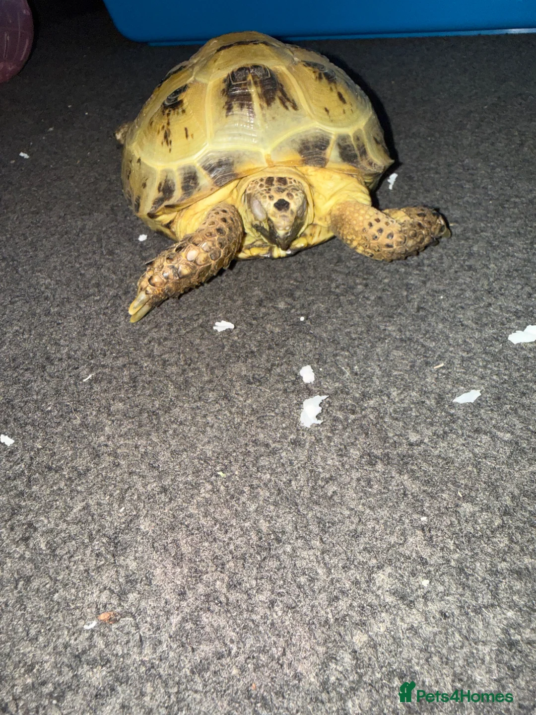 Tortoise reptiles for sale: Horsefield female tortoise  - Advert 2