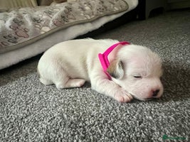 Mixed Breed dogs - Advert 10