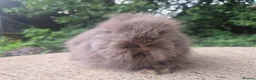 Angora rabbits for sale: ❤️STUNNING IMPORTED PARENTS- TEDDYDWERG BABIES❤️ - Advert 29