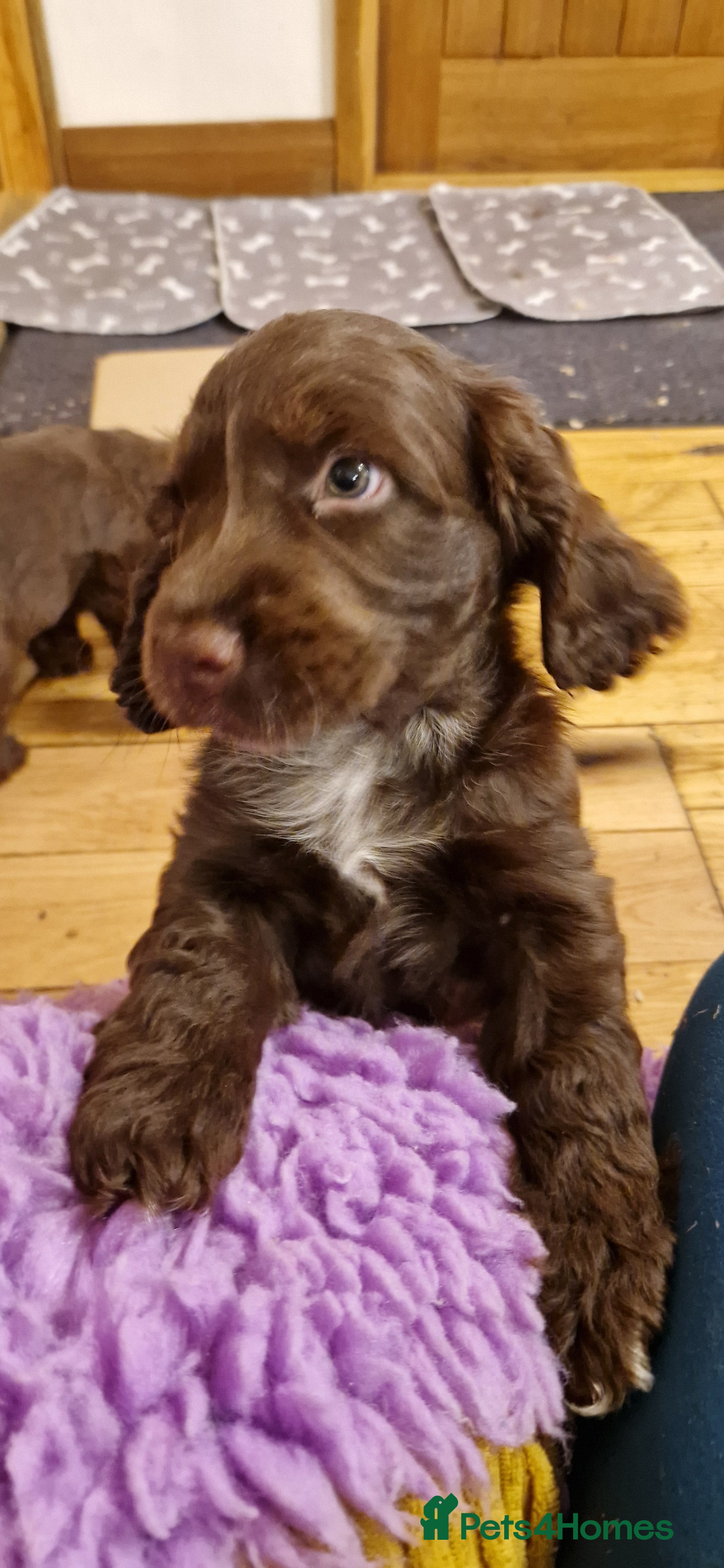 Cocker Spaniel dogs KC REG CHUNKY GORGEOUS COCKER PUPS - Advert 3