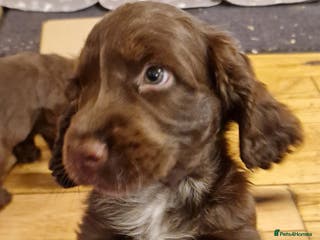 Cocker Spaniel dogs KC REG CHUNKY GORGEOUS COCKER PUPS - Advert 1
