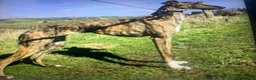 Lurcher dogs for sale: First cross saluki greyhounds  - Advert 31