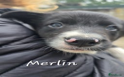 Border Collie dogs for sale:  Any farmers looking for working dogs? - Image 26
