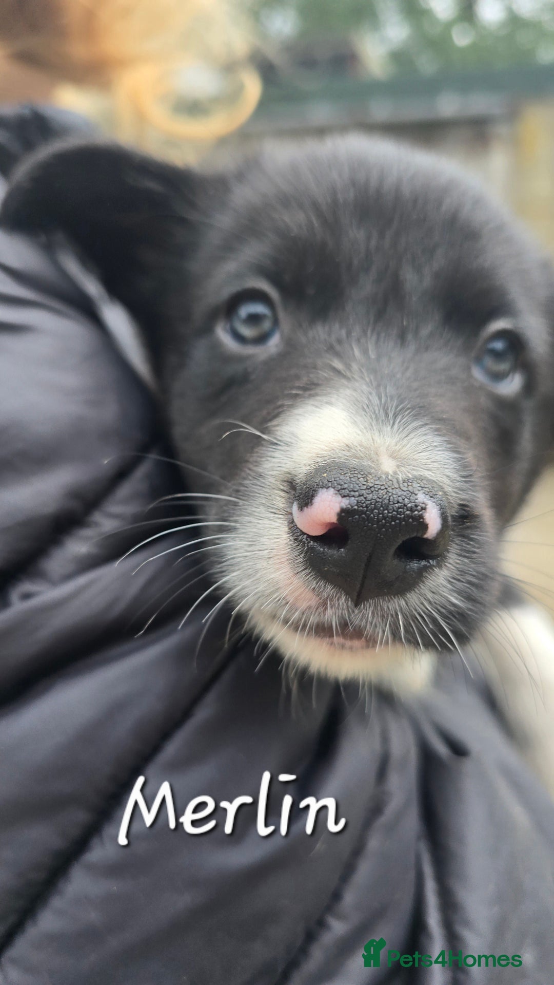 Border Collie dogs for sale:  Any farmers looking for working dogs? - Image 26