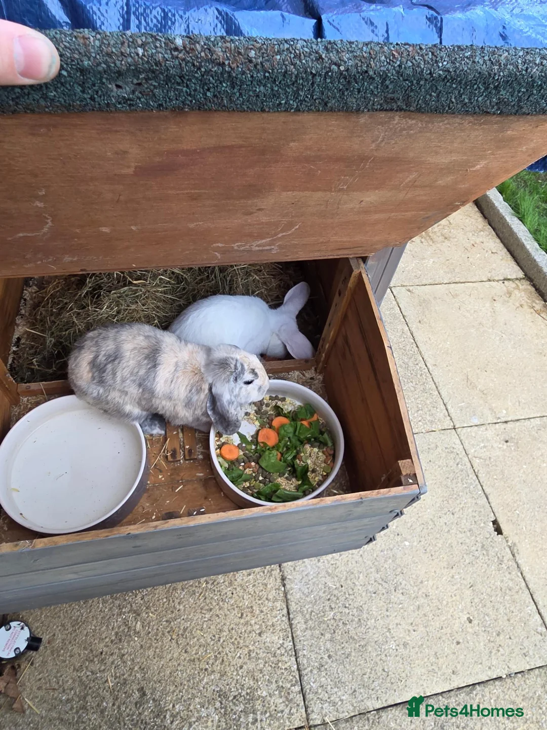 Mixed Breed rabbits for sale: Male and female rabbit in Halstead - Advert 2