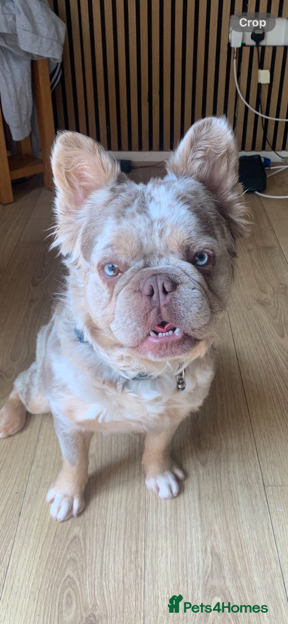 French Bulldog dogs Fluffy French bulldog  - Advert 2