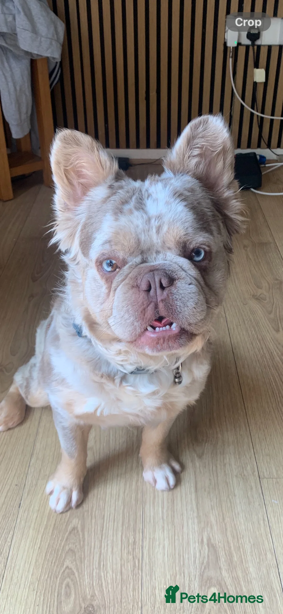 French Bulldog dogs for sale: Fluffy French bulldog  - Advert 1