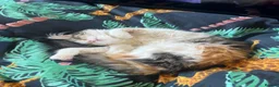 Domestic Shorthair cats for sale: Female cat medium haired girl  - Advert 4