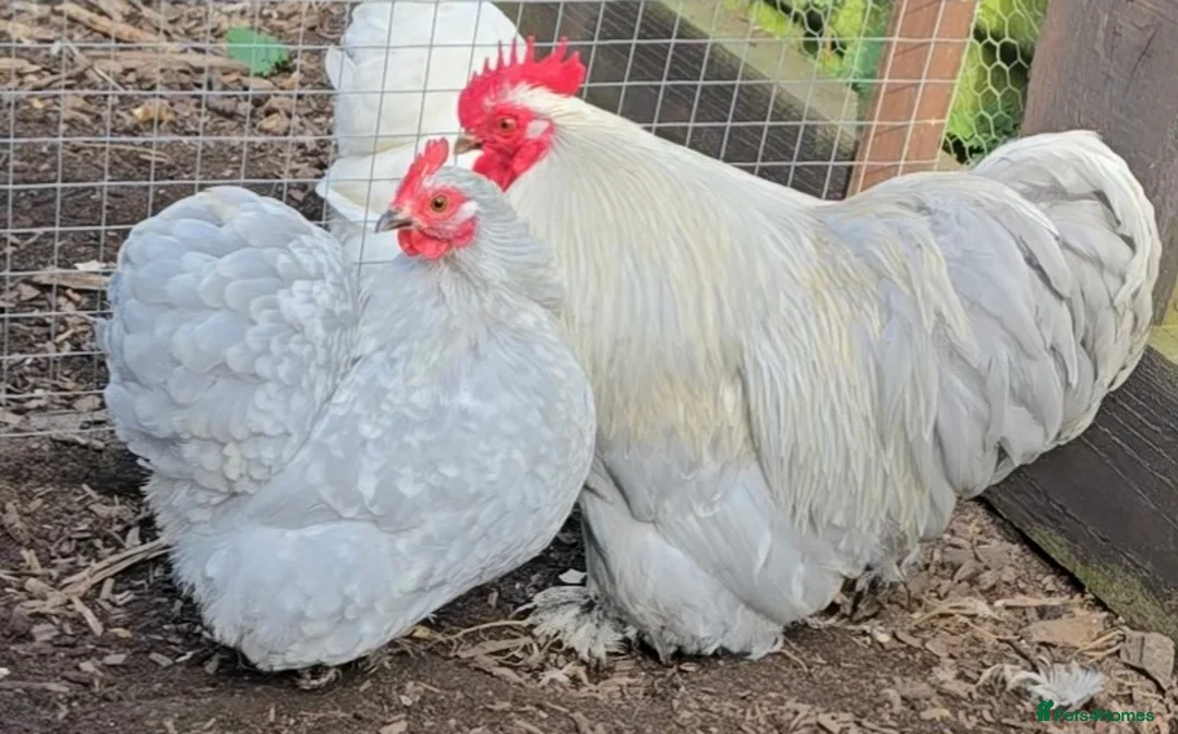 Chickens poultry for sale: Lavender Pekin Bantam hatching eggs  - Advert 2