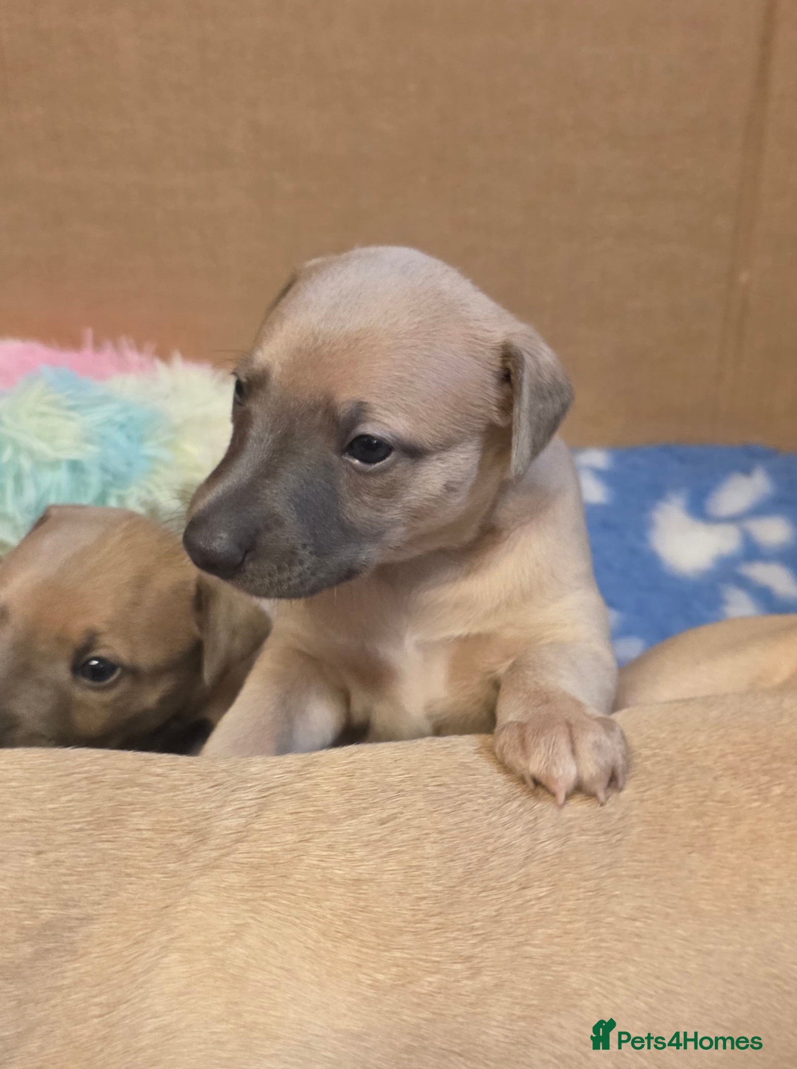 Whippet dogs Gorgeous kc registered whippet puppies  - Advert 4