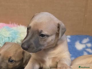 Whippet dogs Gorgeous kc registered whippet puppies - Advert 4