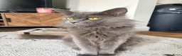 Maine Coon cats for sale: Half Maine coon female ~ ready to leave - Advert 2