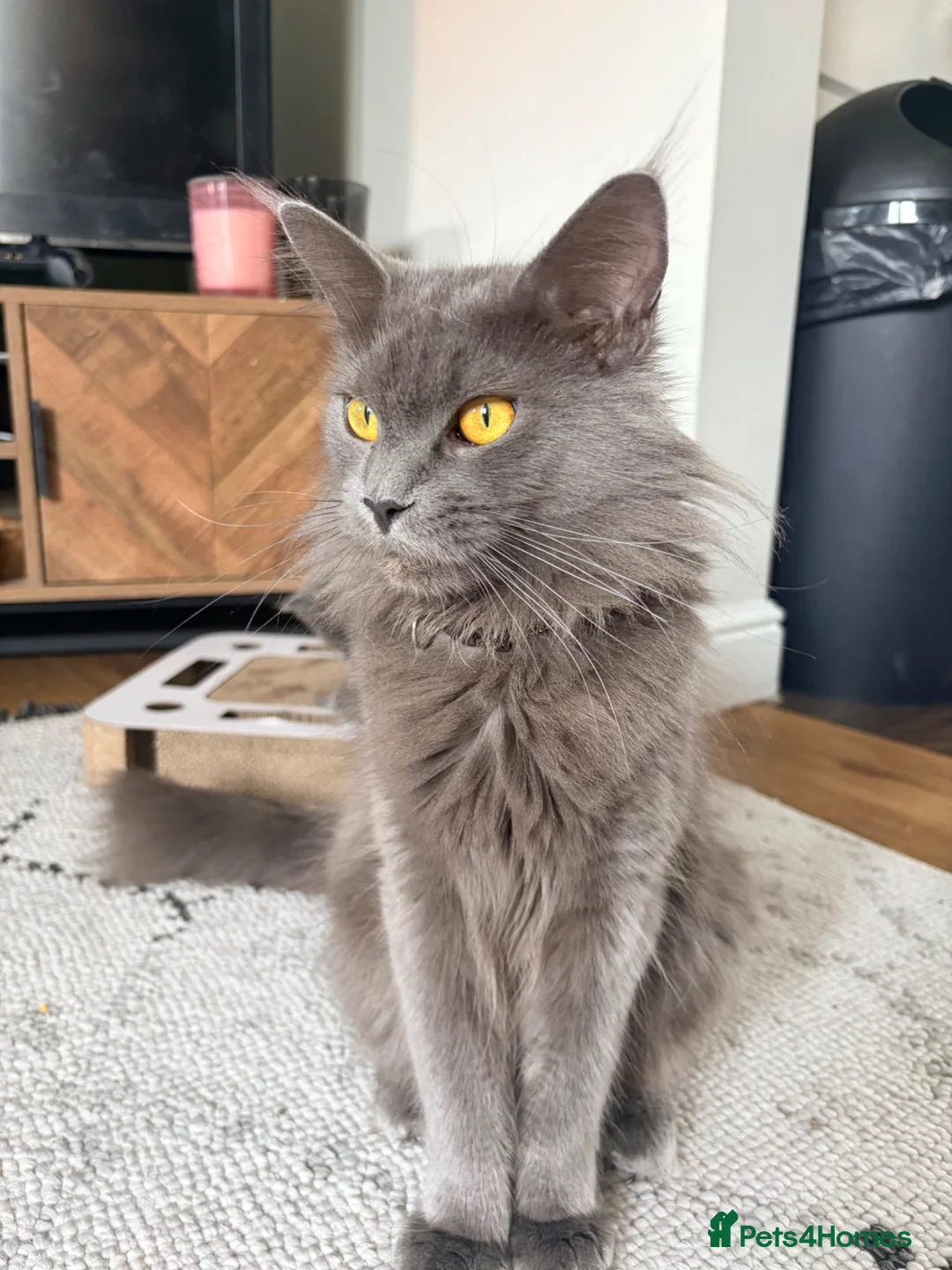 Maine Coon cats for sale: Half Maine coon female ~ ready to leave - Advert 2