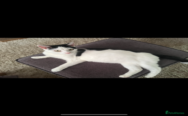 Domestic Shorthair cats - Advert 1