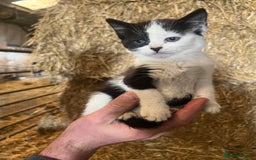 Mixed Breed cats for sale: Beautiful Farm kittens  - Image 4