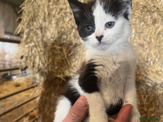 Mixed Breed cats - Advert 14