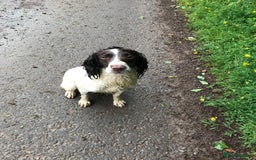 English Springer Spaniel dogs for sale: Springer Spaniel Puppies Ready to go - Image 8