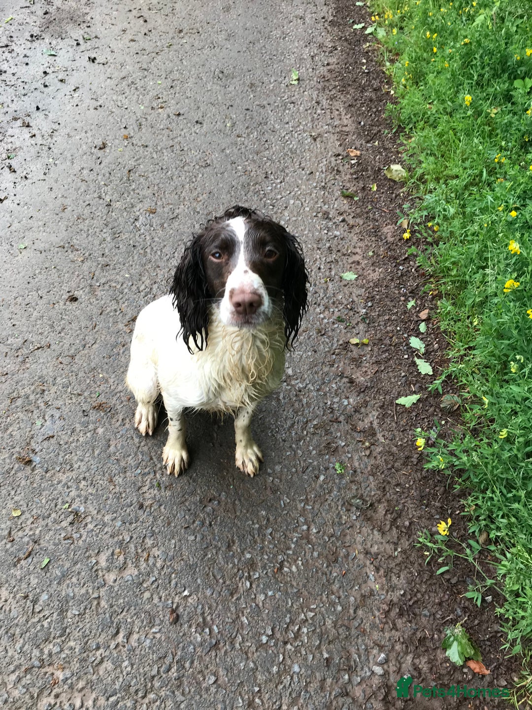 English Springer Spaniel dogs for sale: Springer Spaniel Puppies Ready to go - Image 8